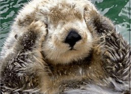 娱乐吃瓜酱海獭手牵手,一场跨界友谊的甜蜜邂逅