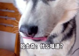 娱乐吃瓜酱哈士奇,揭秘哈士奇的那些事儿