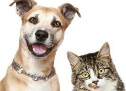 娱乐吃瓜宠物推荐,盘点那些爱看热闹的萌宠