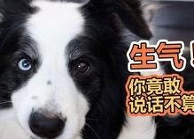 娱乐吃瓜君第一次见狗,萌态百出瞬间圈粉