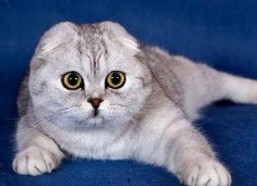 娱乐吃瓜君折耳猫七七,折耳猫的娱乐传奇