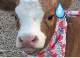 娱乐吃瓜酱好看,揭秘娱乐圈那些好看的秘密