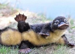 娱乐圈吃瓜酱鸭嘴兽,揭秘明星背后的故事与真相