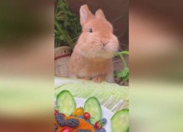 娱乐吃瓜小兔子视频下载,揭秘娱乐圈幕后故事