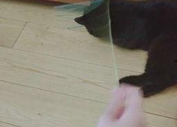 娱乐吃瓜酱猫咪视频大全,吃瓜酱视频大全欢乐盘点